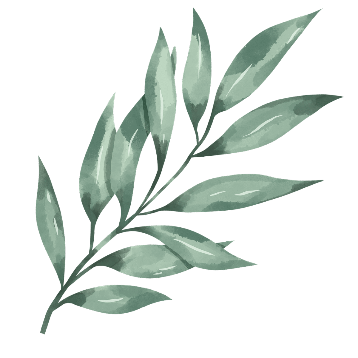 leaf, nature, green, plant, leaves, foliage, spring, botany, watercolor, veins, clover, tropical, tree, forest, decorative